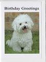 Click image for larger version

Name:	bichon birthday greeting.jpg
Views:	1
Size:	3.4 KB
ID:	1155242