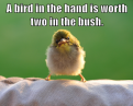 Click image for larger version

Name:	bird-in-the-hand.png
Views:	1
Size:	262.1 KB
ID:	1161464