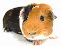 Click image for larger version

Name:	guinea-pig-1.jpg
Views:	1
Size:	39.8 KB
ID:	1174361